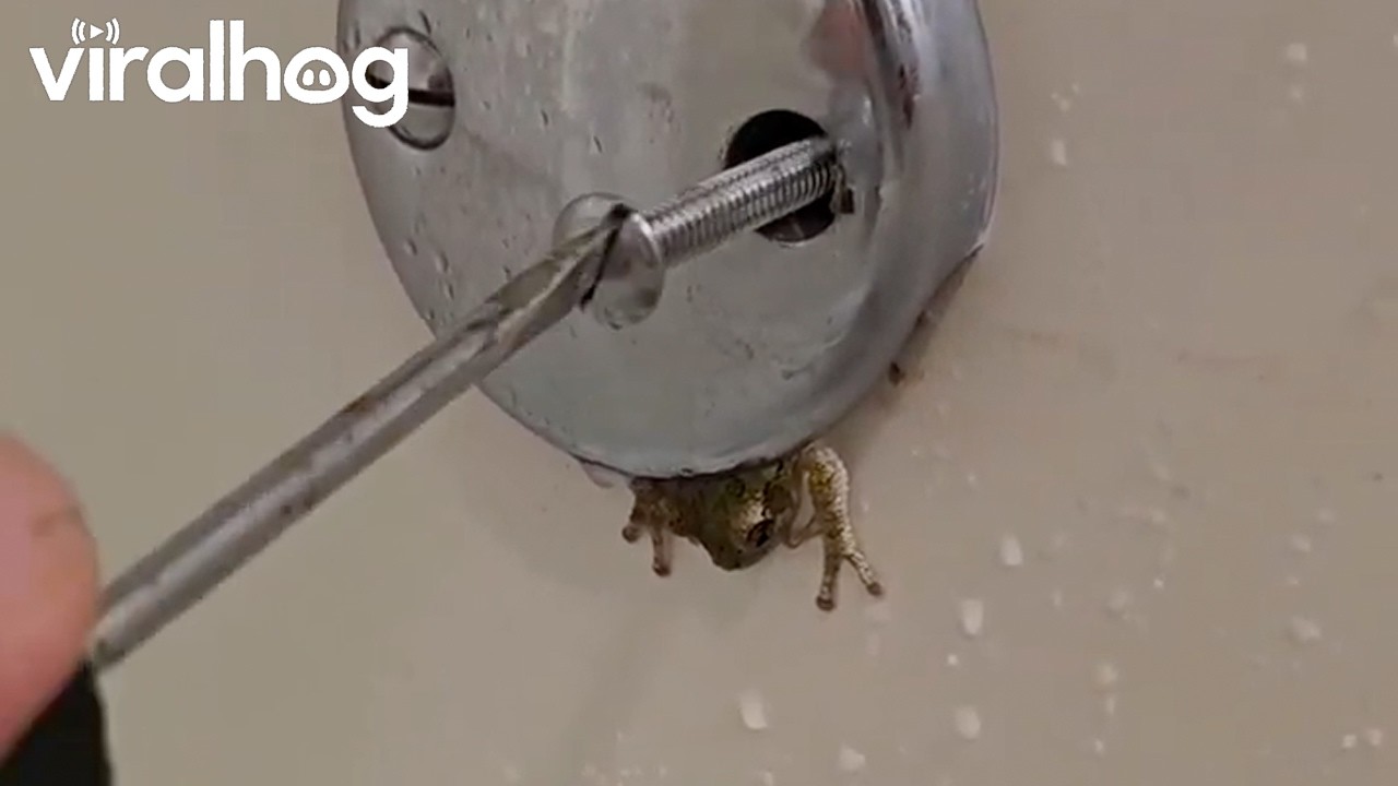 Rescuing a Frog Stuck in the Bathtub Drain || ViralHog
