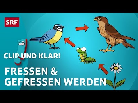 Wie funktioniert die Nahrungskette? | SRF Kids – Clip und klar! | Für Kinder erklärt