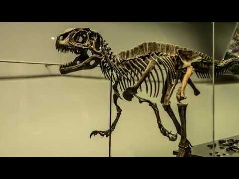 ドローン空撮：福井県立恐竜博物館