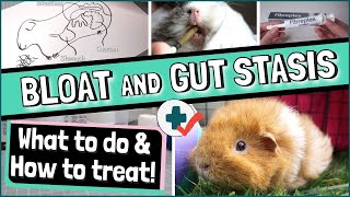How to Treat Guinea Pig BLOAT and GUT STASIS: Signs, Causes, Treatment and Prevention!
