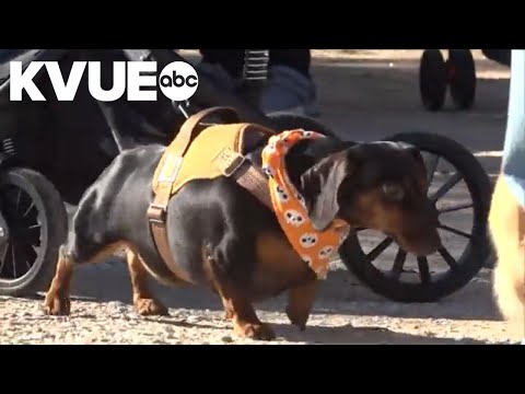 Texas Wienerfest supports Central Texas dachshund rescue efforts - YouTube