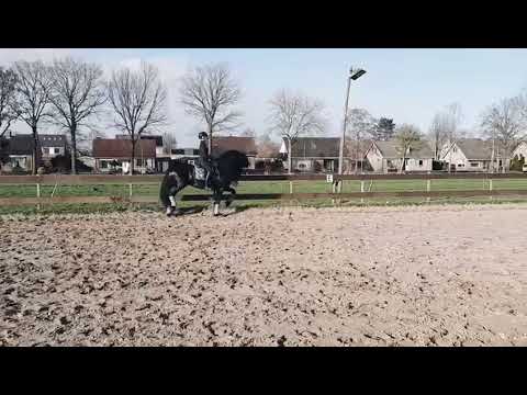 Stal Okkema's Jort - Maurits x Heinse - star stallion - 2011 - 168m