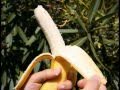 Gwen Stefani - Bananas (Official Music Video ...