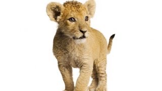 KILLER BABY ANIMALS -- FAK #25