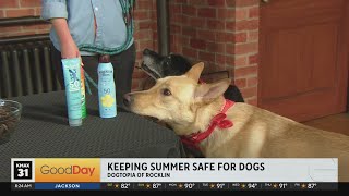 Recognizing toxic items for your pets!