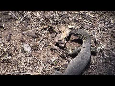 Djuma: Monitor Lizard looking for food under cam tree - 12:18 - 11/13/18