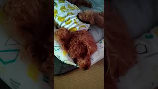 コナンの日常動画です。癒されます。(笑)