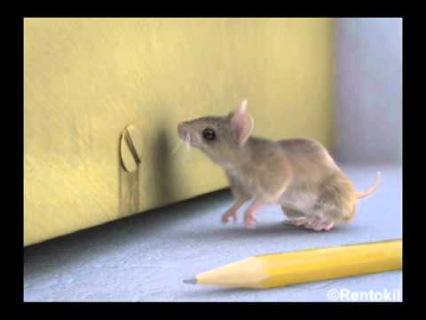 How Fast Can Mice Run