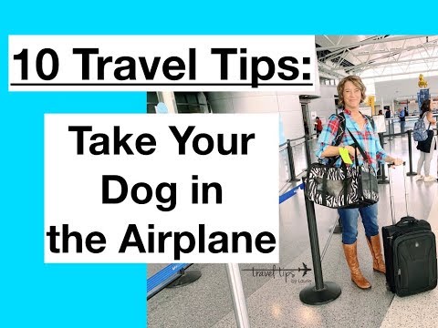 How to Fly With Your Dog in the Airplane (10 Travel Tips)