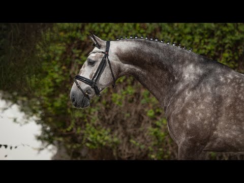Horse for Sale |  Premium Quality Lusitano in route to Grand Prix - piro free FEI prospect (ref#797)