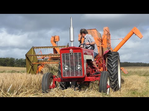 IH 434 harvesting spring barley w/ Dronningborg D600 Combine Harvester | Harvest 2020 | DK Agri