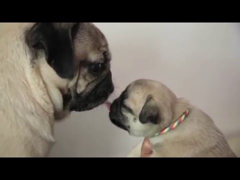 Doug The Pug Plays With Pug Puppies