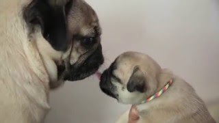 Doug The Pug Plays With Pug Puppies