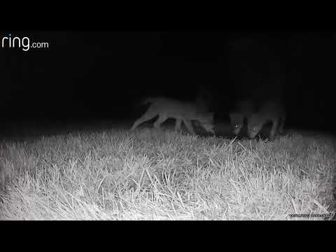 Cute Coyote Pups #coyote #coyotes