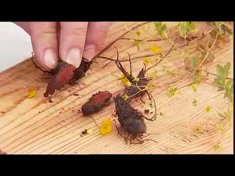 Die Wirkung der Blutwurz