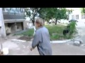 гнилозубый хряк и Серонхелия 