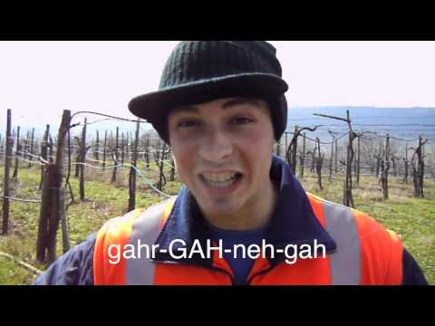 Garganega as Spoken by Tommaso Maule