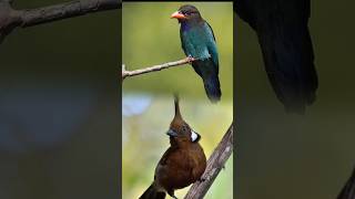 Download lagu masteran kombinasi tengkek dan cililin mp3 Download lagu masteran kombinasi tengkek dan cililin mp3