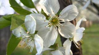 Rick Wakeman - Is It The Spring