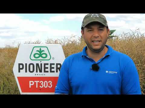 Testimonial rapiță PT303 SC TOTAGRO SRL - Andrei Ciocoiu, CMM Seeds