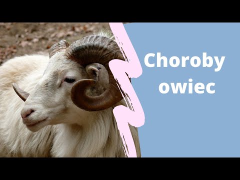 , title : 'Choroby owiec'