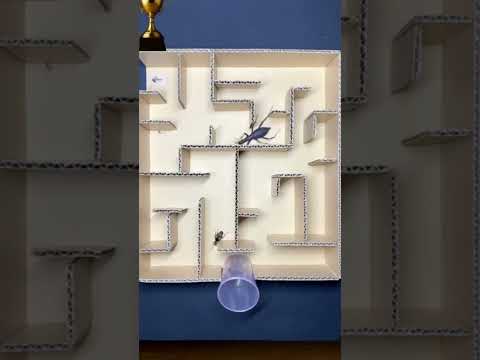 ¿Qué animal es realmente más inteligente?