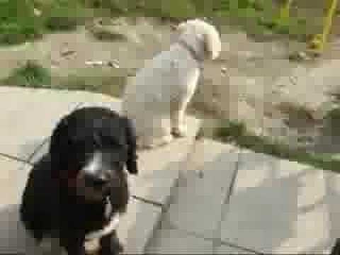 Teletubbies/ winnie the poo