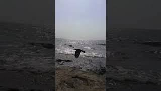 #water #river #beach #pani #beachlovers #beachlover #travel#samandar #mumbai #shorts@shakhan#