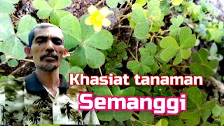 Download lagu Tak disangka!  inilah seribu manfaat  Tanaman liar semanggi - Cara menggunakannya secara aman mp3