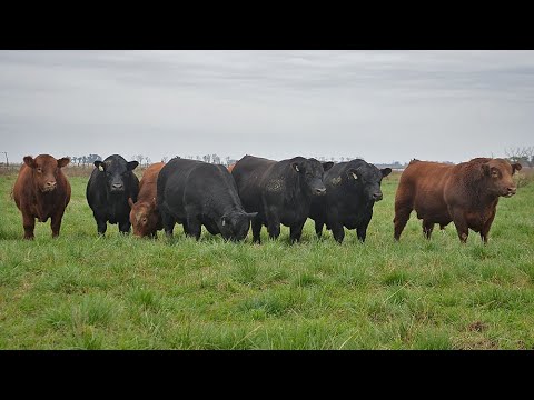 GENETICA DE TOROS “CURVE BENDER” EN “LA PLUMA”