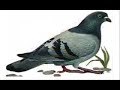 Caalaa Bultumee Alagaan Nama Nahu Dhaloota Malee New Oromo Music 2018