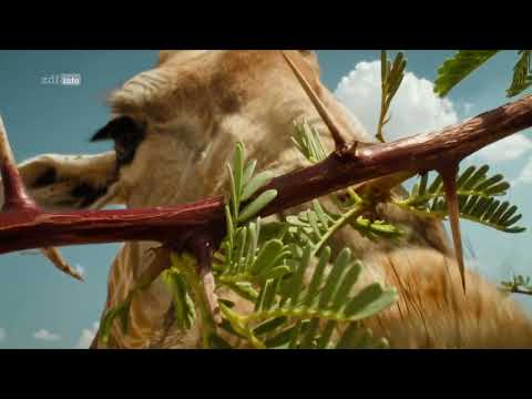 Kalahari - Gesetz der Wildnis (1/2): Regenzeit Doku (2023)