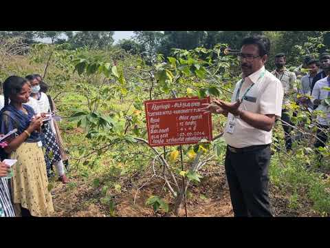 Custard Apple Cultivation - High Density Planting - Arka Sahan Variety