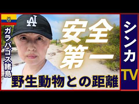 旅の安全確保｜海イグアナを間近で見る｜進化を悟ります｜エクアドル🇪🇨ガラパゴス【旅するシンカナース#3】 #シンカTV #travel