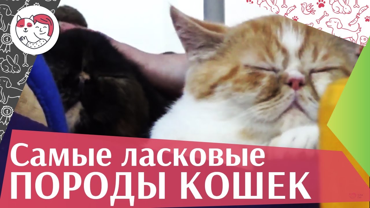 5 самых ласковых пород кошек на ilikepet