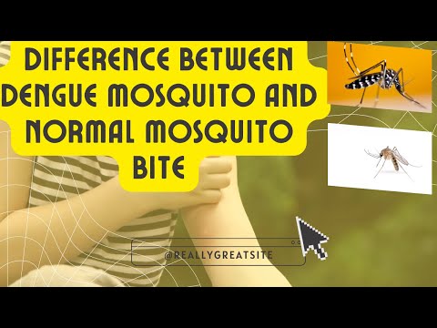 Difference between Dengue Mosquito and Normal Mosquito Bite