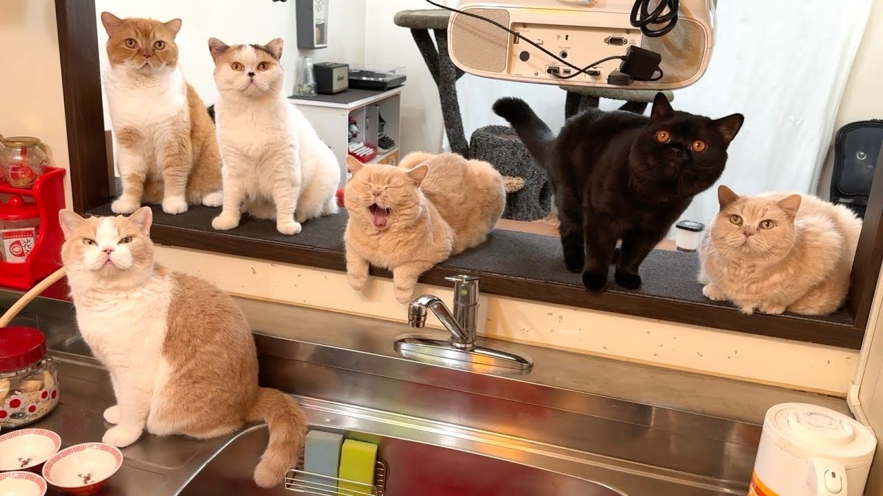 早くご飯を出せと猫たちに詰められる母