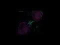Thales x PTK - Gift prod. von FABSN Thales x PTK - Gift prod. von FABSN