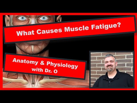 Causes of Muscle Fatigue:  Anatomy and Physiology