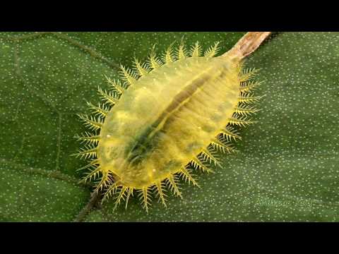 Fancy Tortoise Beetle Larva From Ecuador