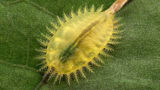 Fancy Tortoise Beetle Larva from Ecuador