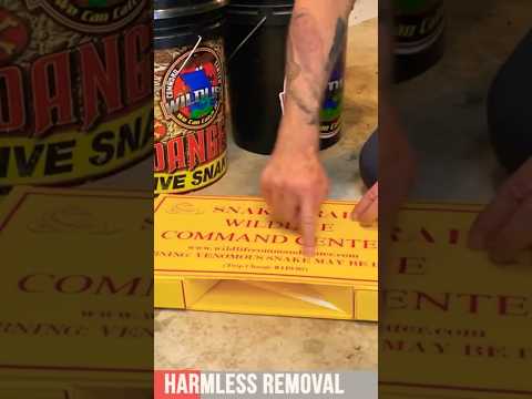 Snake-catching 101: A Complete Guide For Beginners #shorts #animals
