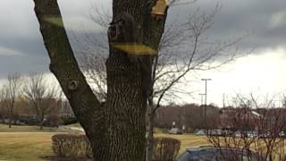 Squirrel busts a nut