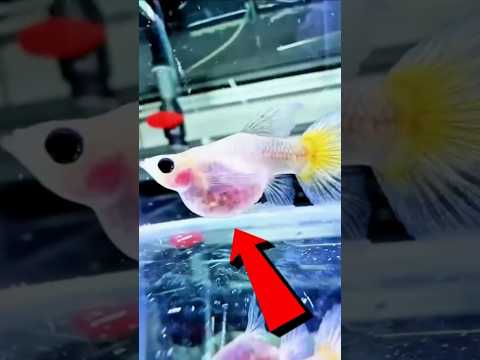 One Giant Baby Fish Changed Everything 😯 #actingchallenge