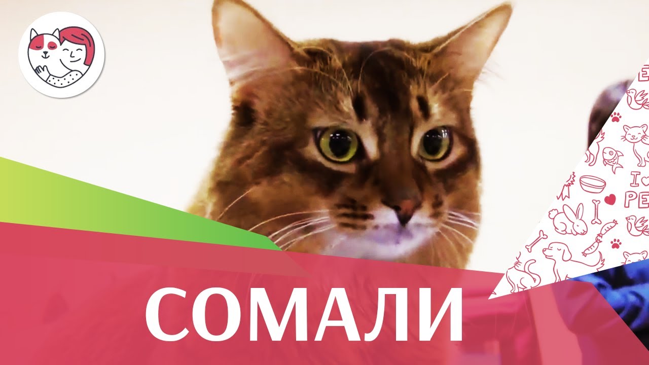 5 особенностей ухода за золотистым ретривером