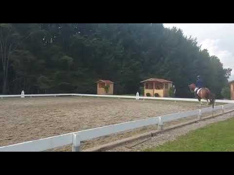 Dressurreiter RA1/1, Wertnote 6,3