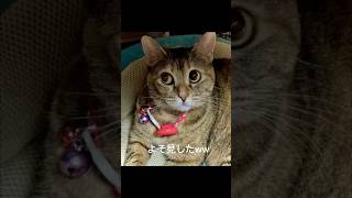 あぱちゅ👅猫 (ぷち) #猫 #cat #猫のいる生活  #保護猫  #歌うねこ