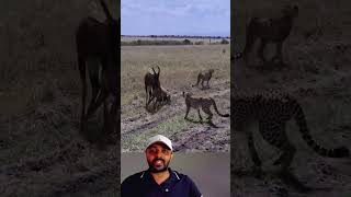 Leopardo e Hiena Recuou pro impala😱