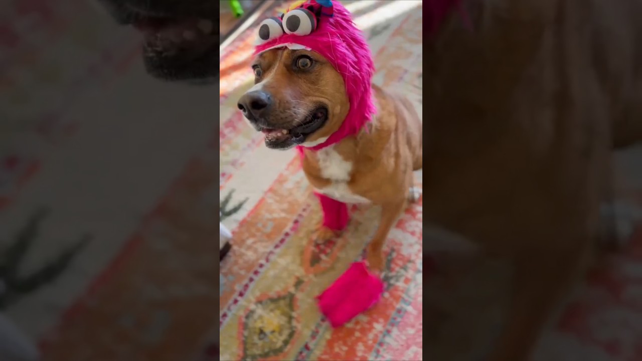 Enlarge Felice, a Adoptable mixed breed in Mississauga, ON video 6/6