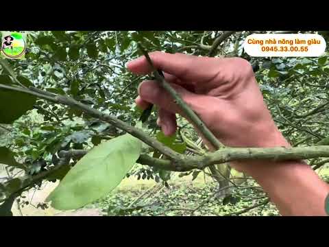 Bấm cành nhện trong mùa mưa bão